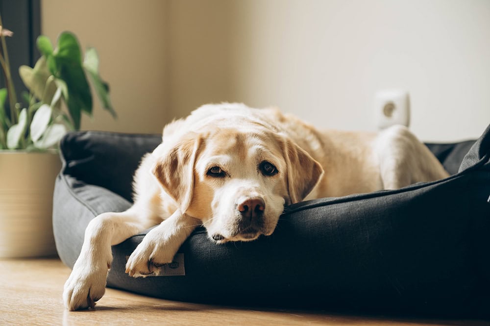 6 Best Dog Beds for Older Arthritic Dogs 2026 - Reviews & Top Picks