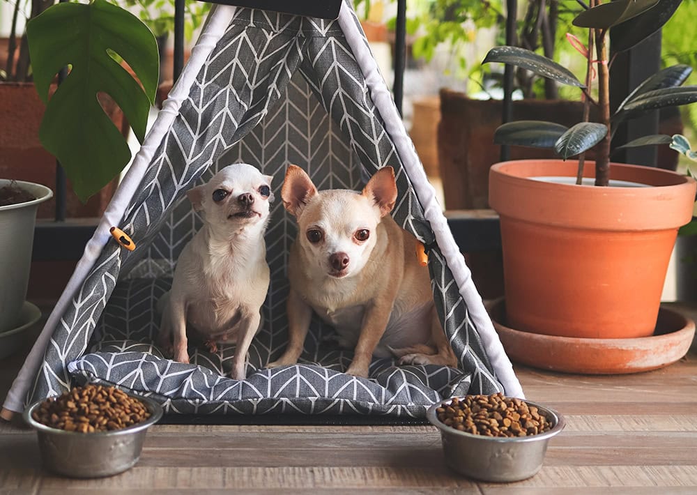 5 Best Beddings for  Dog Houses in 2026 - Reviews & Top Picks