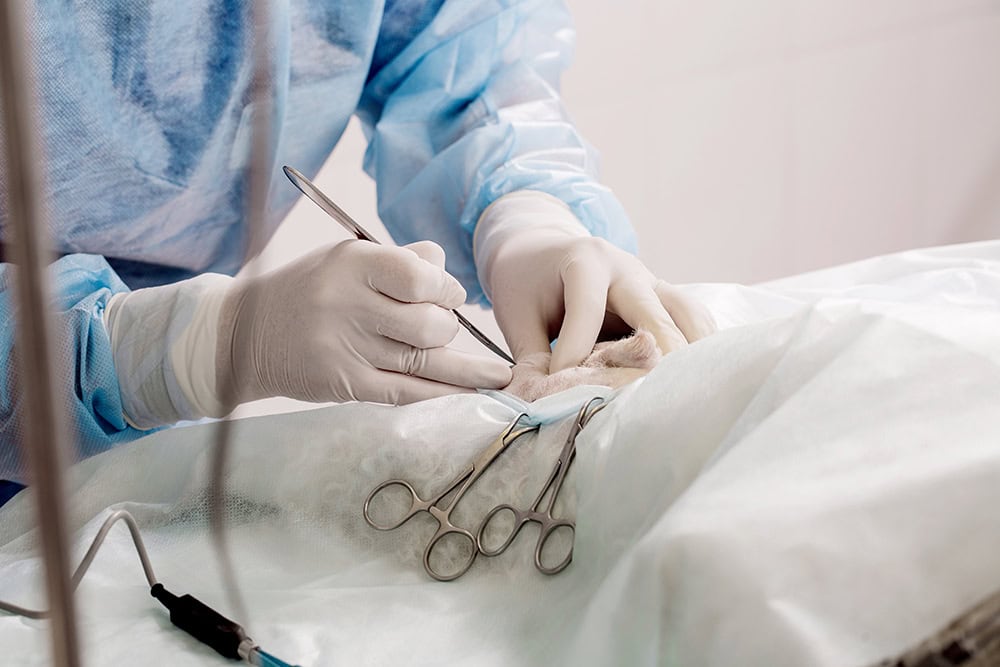 Pros and Cons of Neutering a Male Dog (Vet-Approved Facts)