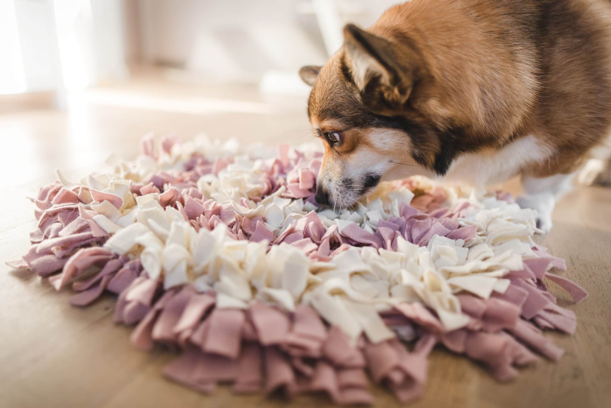 6 Best Snuffle Mats for Dogs - 2026 Reviews & Top Picks