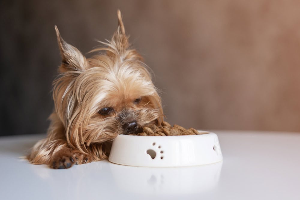 7 Best Dog Foods for Yorkies in 2026 - Reviews & Top Picks