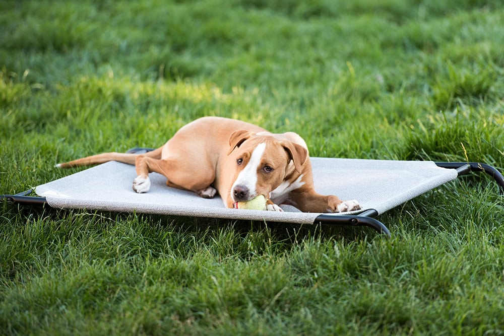 10 Best Elevated Dog Beds of 2026 — Reviews & Guide