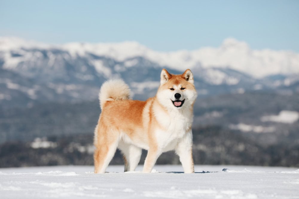 How to Help a Dog's Arthritis In Cold Weather (7 Vet-Approved Tips)