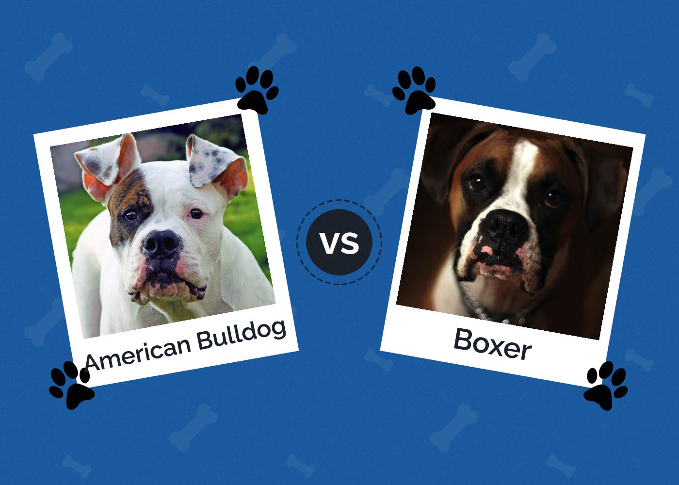 American Bulldog vs Boxer: What’s the Difference?