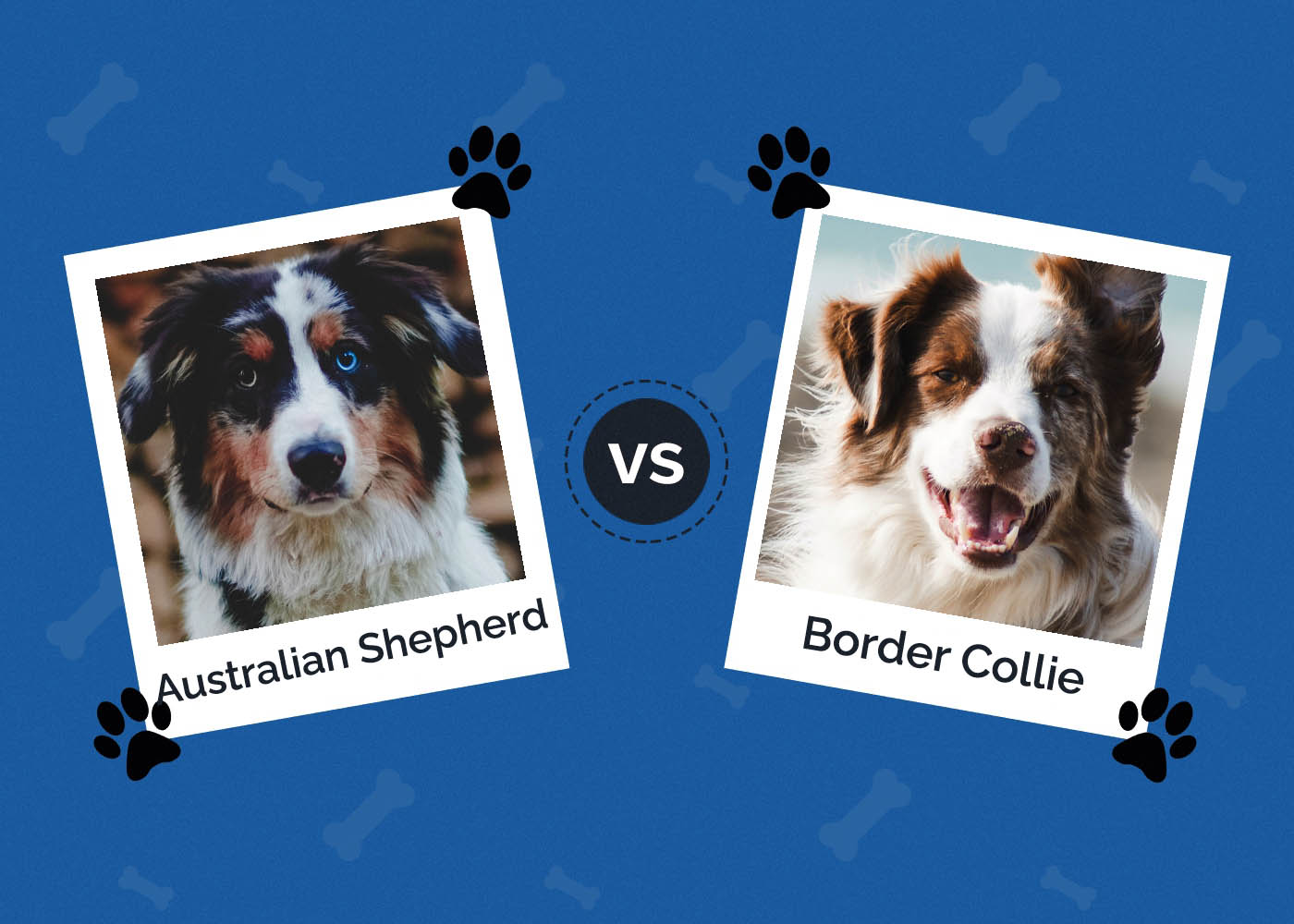 Australian Shepherd vs Border Collie: The Main Differences (With Pictures)