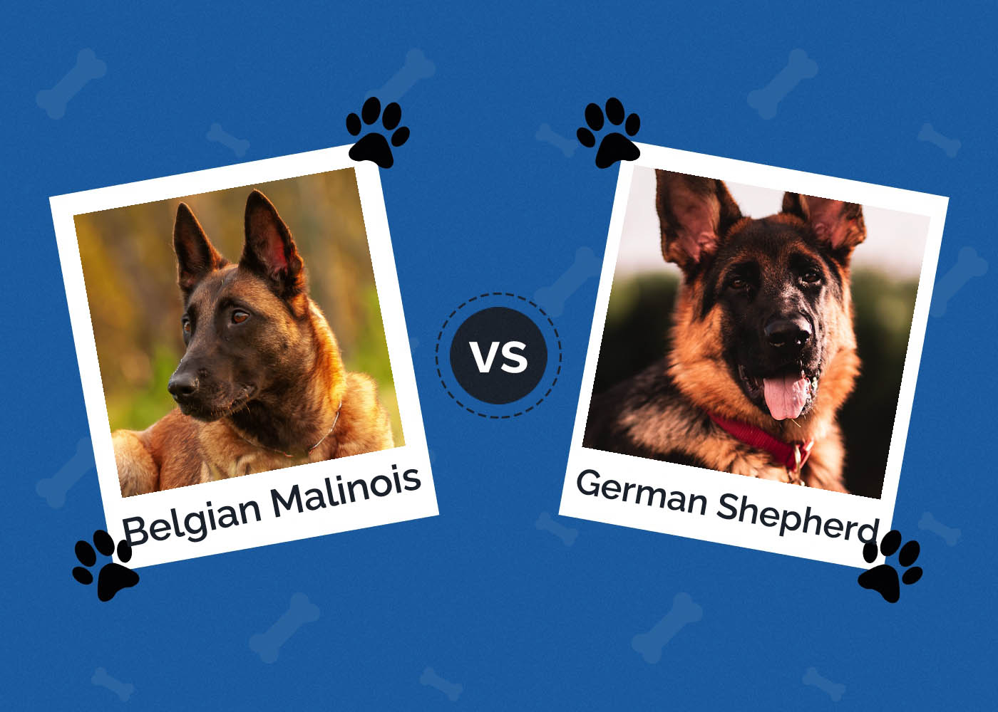 Belgian Malinois vs German Shepherd: What’s the Difference?