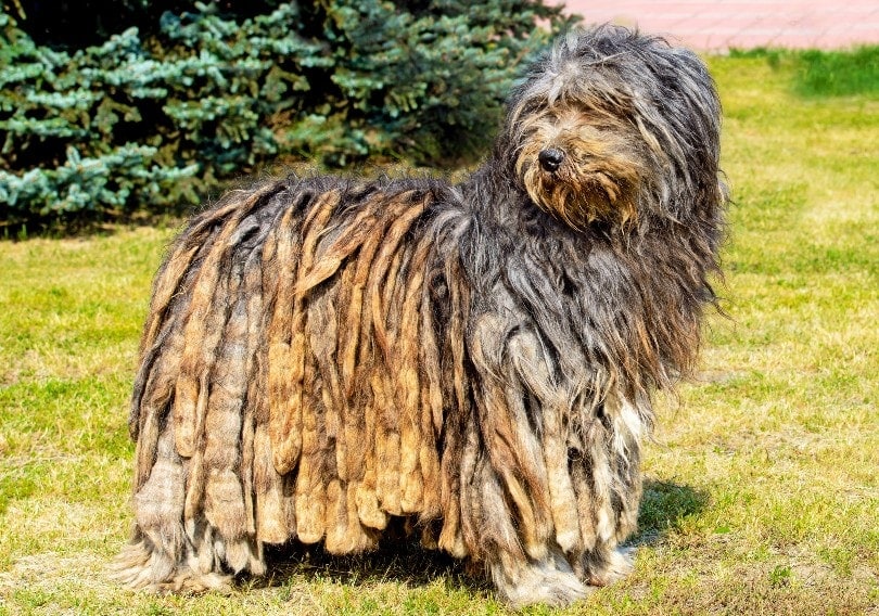How Much Does It Cost to Own a Bergamasco? 2026 Price Guide