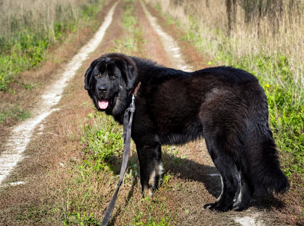 10 Best Dog Leashes for Running in 2026 - Reviews & Top Picks
