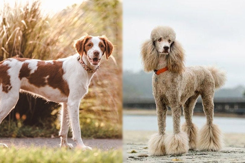 Brittnepoo (Brittany Spaniel & Poodle Mix): Info, Pictures, Care & More