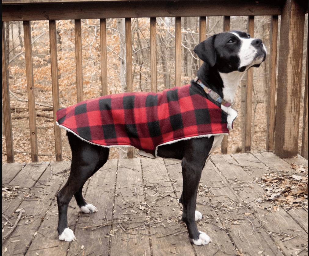 How to Measure a Dog for Clothes: 5 Expert Tips & Tricks