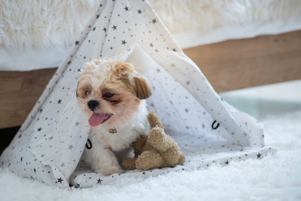 5 Best Dog Teepee Beds of 2026 - Reviews & Top Picks