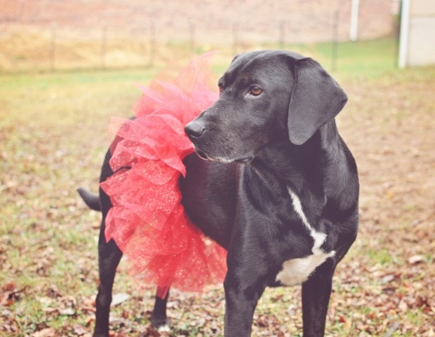 DIY Diva Doggie Tutu – Blacksburg Belle