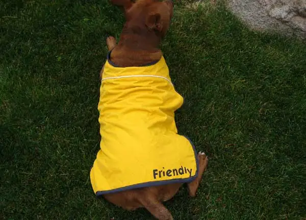 Dog Coat from Recycled Winter Jacket – Makezine