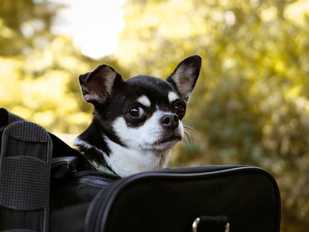 10 Best Travel Dog Beds - 2026 Reviews & Top Picks