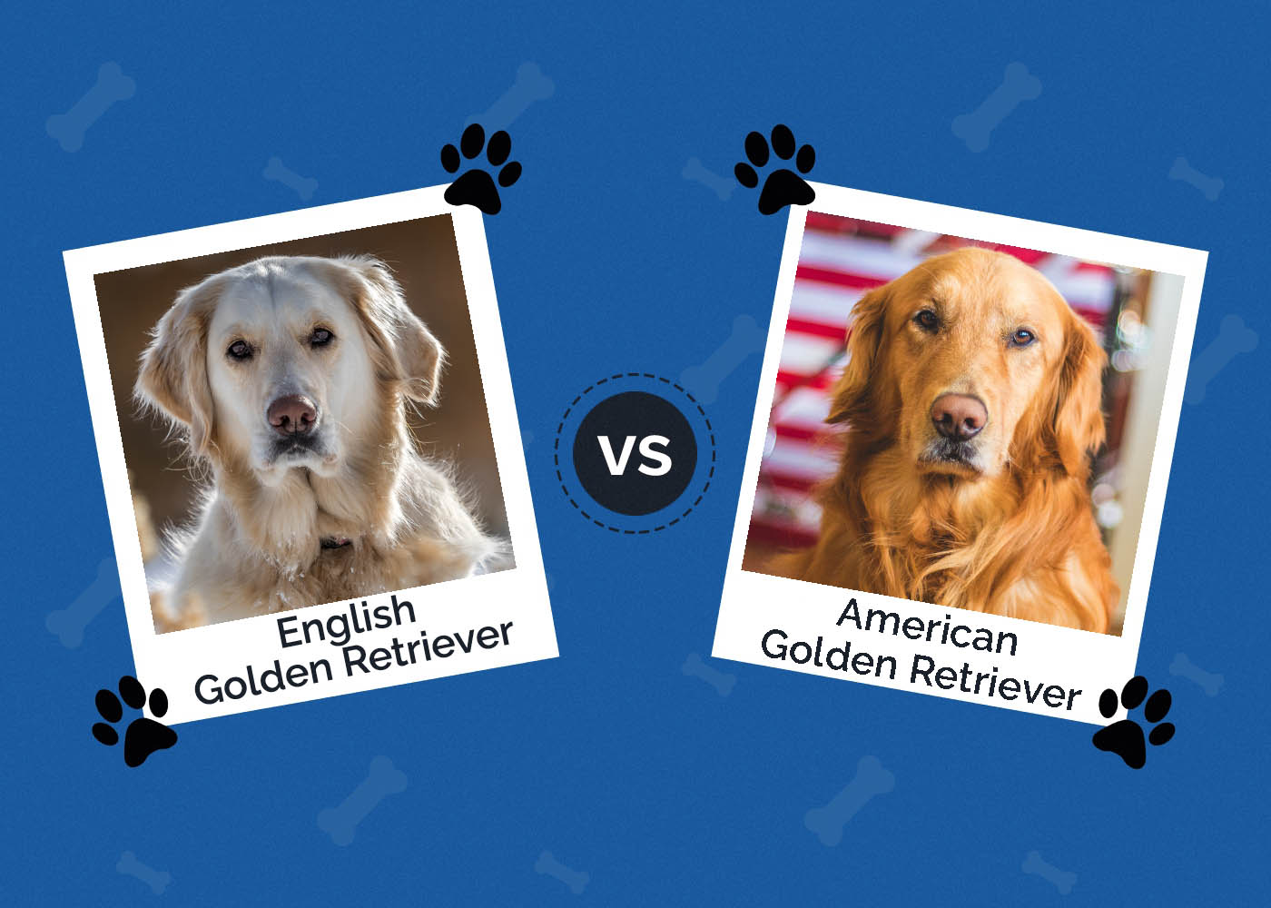 English vs American Golden Retriever: What's the Difference?