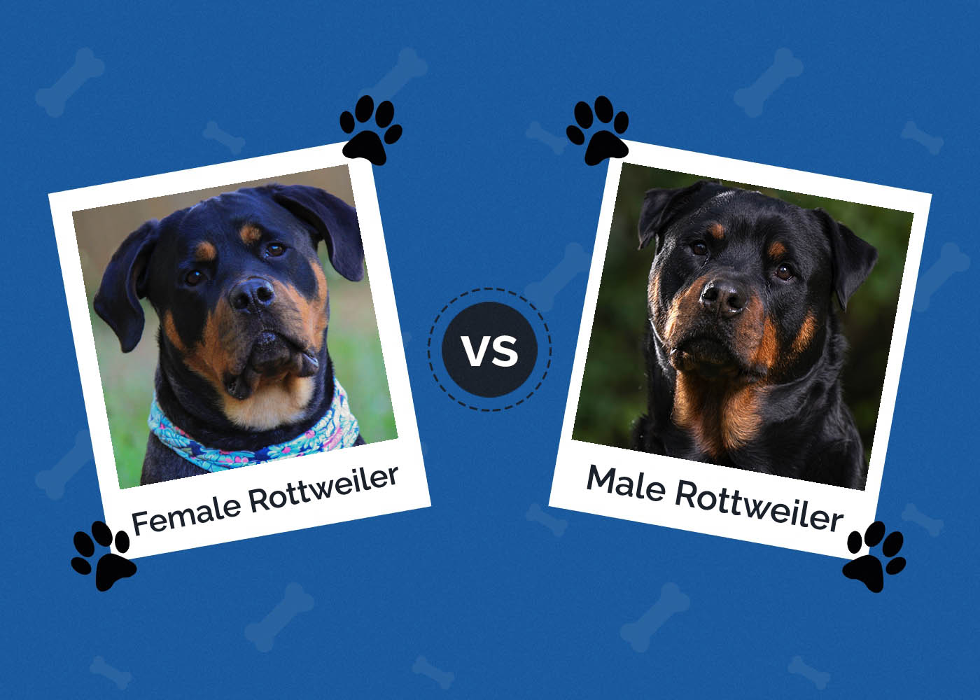 Female vs. Male Rottweiler: What’s The Difference (With Pictures)