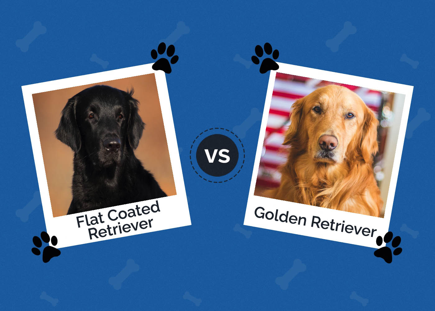 Flat-Coated Retriever vs Golden Retriever: Which One to Choose?