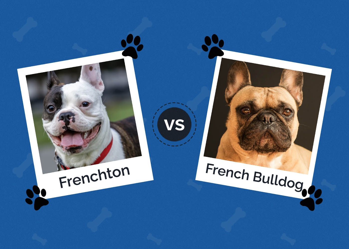 Frenchton vs. French Bulldog: What’s the Difference?