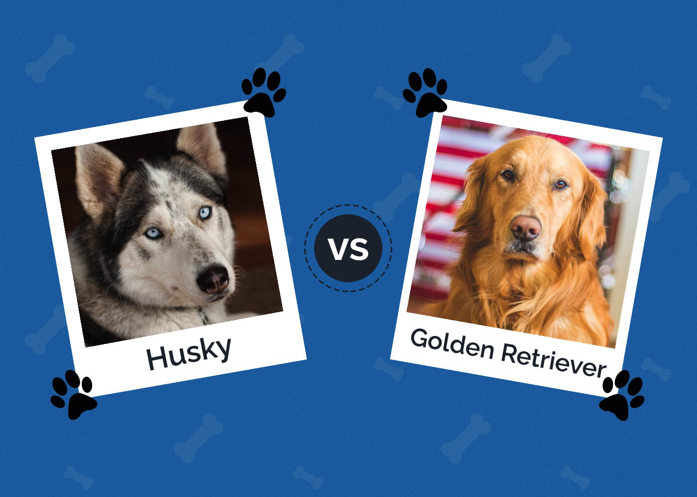 Husky vs Golden Retriever: Which Breed Is Right for You?
