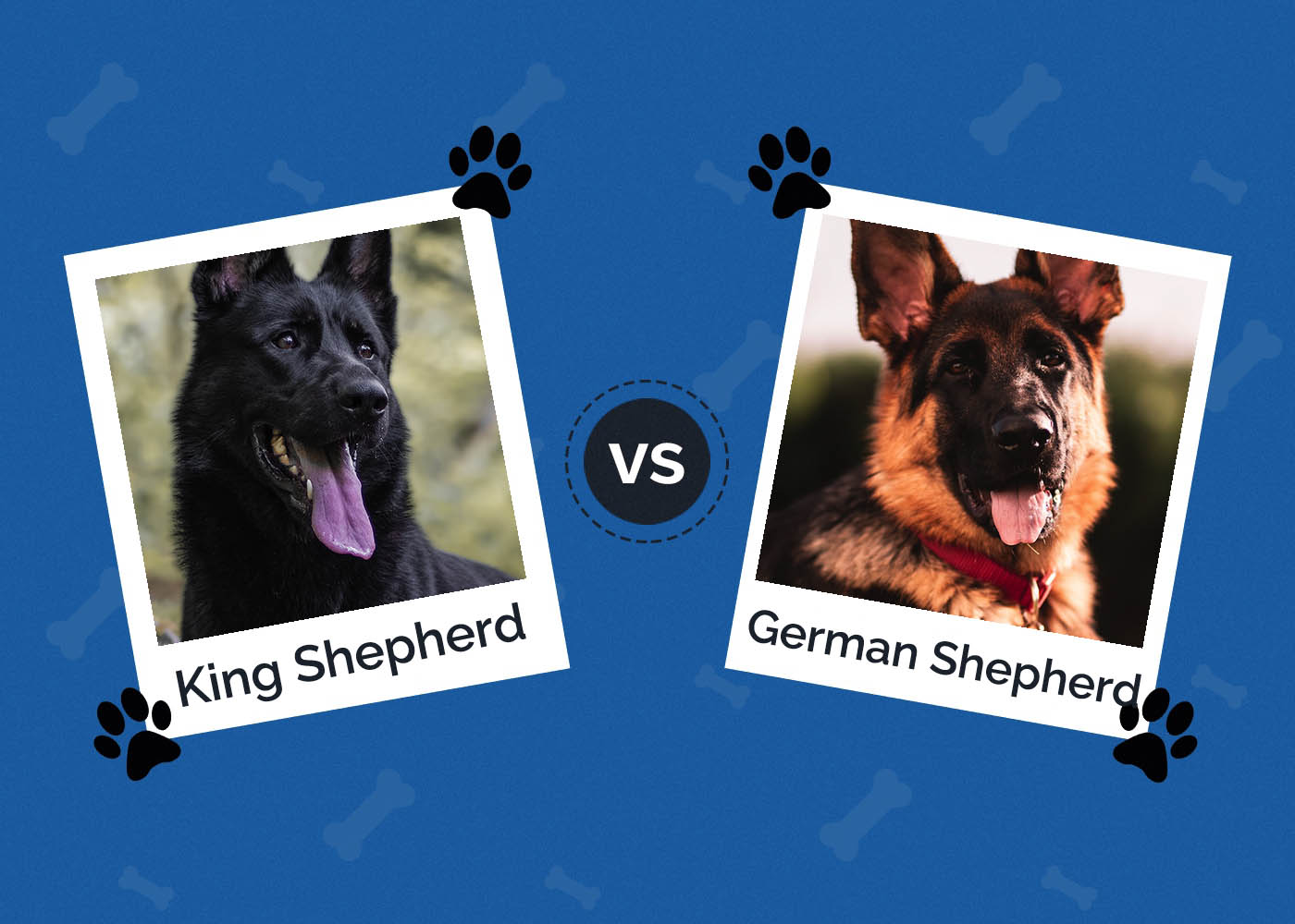 King Shepherd vs German Shepherd: What's The Difference?