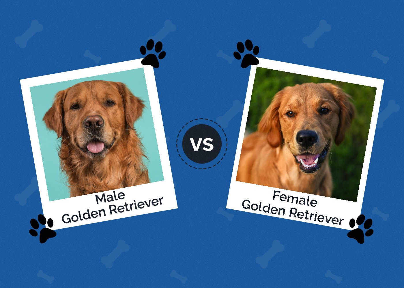 Male vs Female Golden Retriever: What’s The Difference (With Pictures)