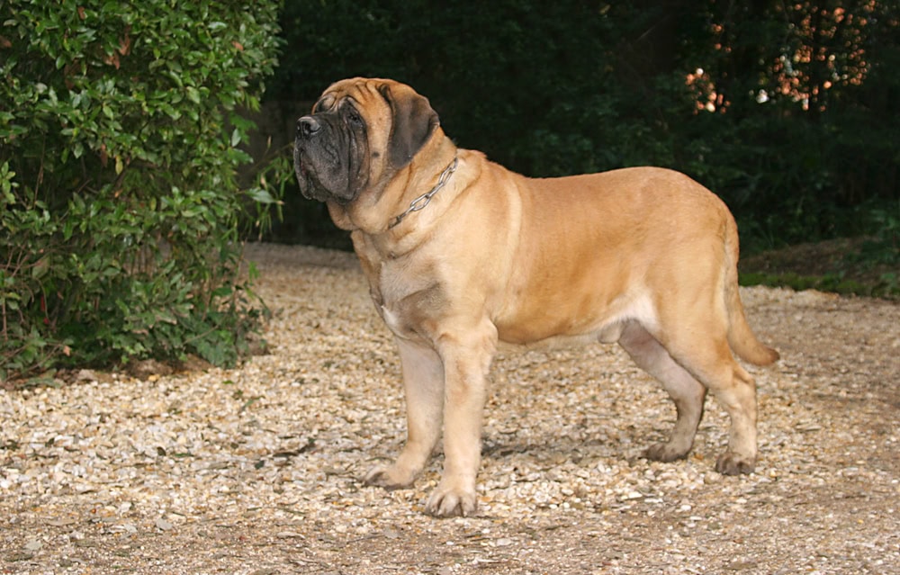 Mastiff-Dog-in-outdoors