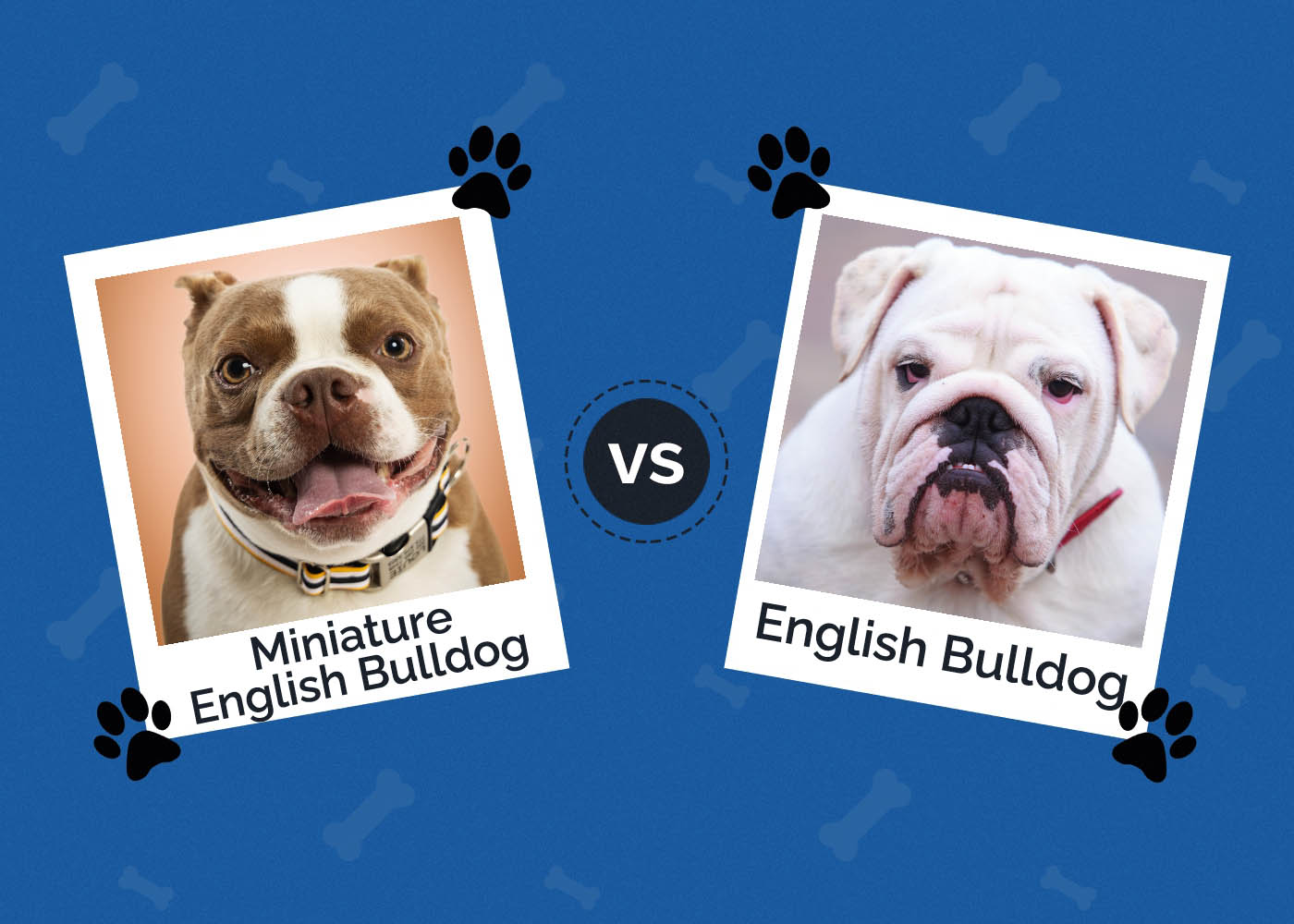 Miniature English Bulldog vs English Bulldog: What’s the Difference?
