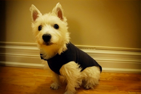 No-Sew 5 Min. Dog Sweater - The Thrifty Couple