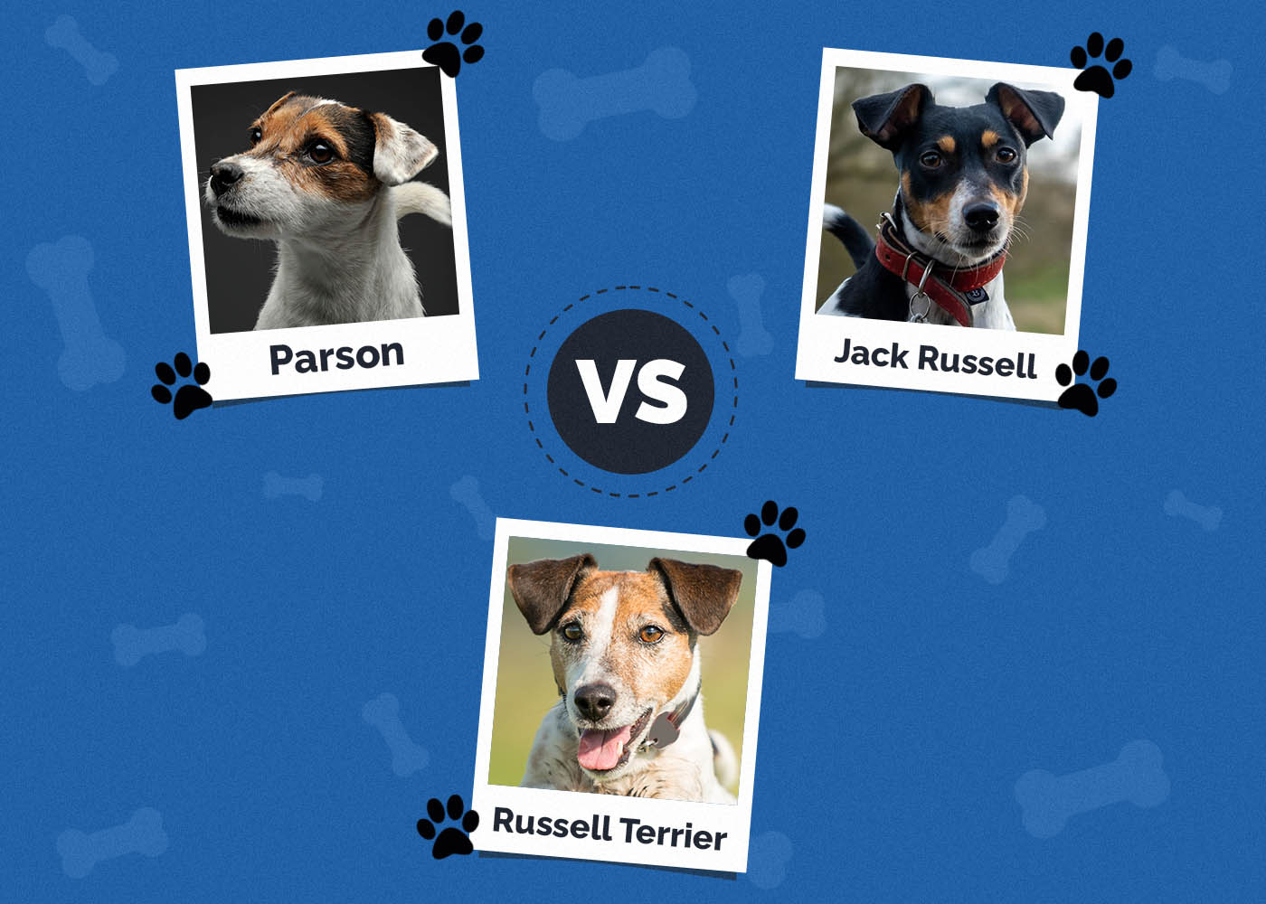 Parson vs Jack Russell vs Russell Terrier: What's the Difference?