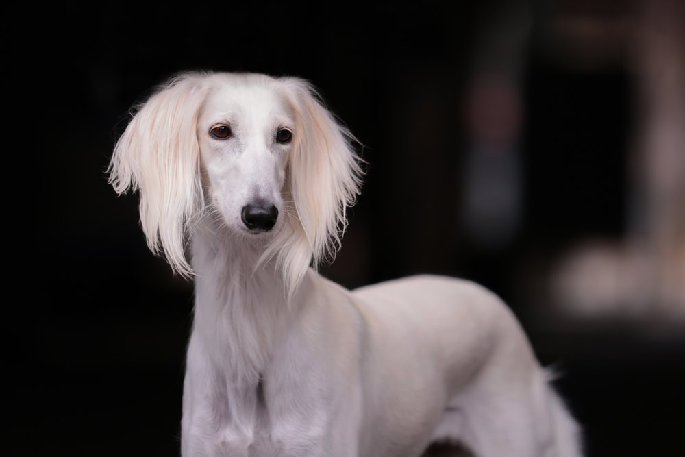 16 Dog Breeds With Long Snouts (With Info & Pictures)