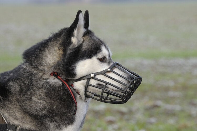 5 DIY Dog Muzzles You Can Make at Home (With Pictures)