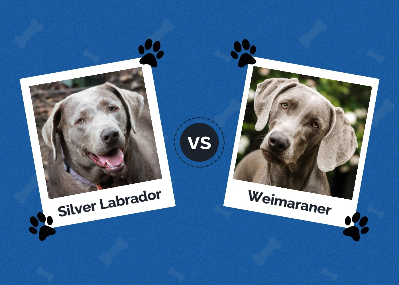Silver Lab vs Weimaraner: What’s the Difference?