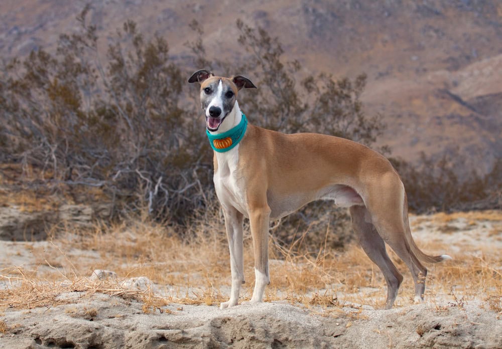 13 Surprising Whippet Facts That Will Amaze You