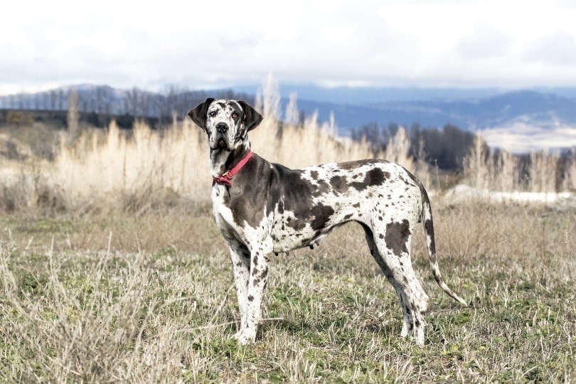 13 Essential Great Dane Supplies & Products: 2026 Vet-Reviewed Guide