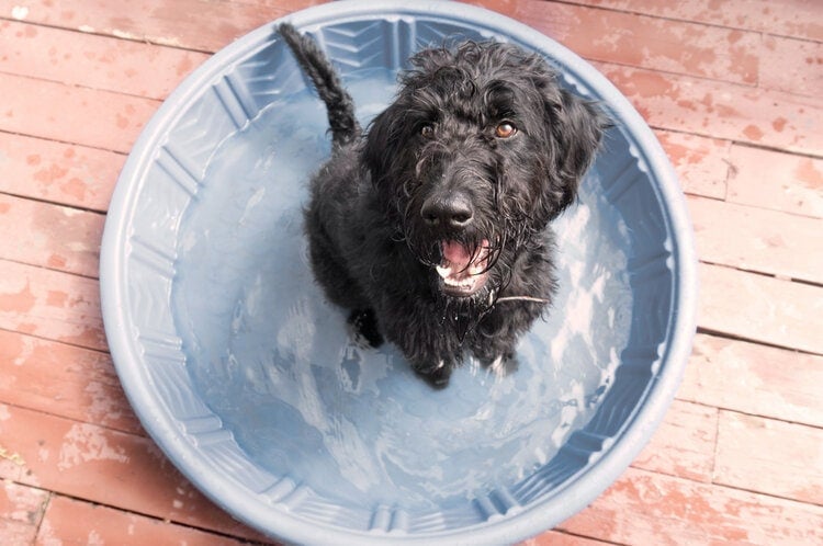 10 DIY Dog Pools You Can Build at Home Today (With Pictures)