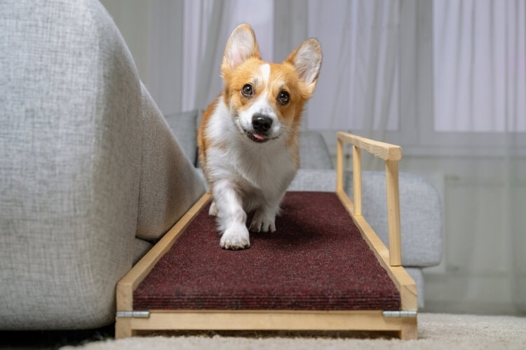 14 DIY Dog Ramp Plans You Can Build Today (With Pictures)