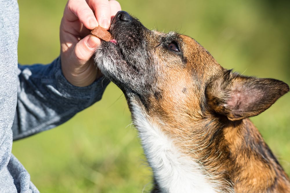 7 Best Krill Oils for Dogs in 2026 - Reviews & Top Picks