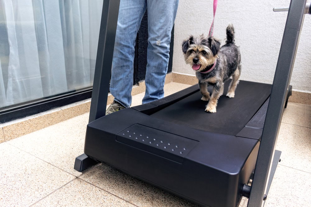 8 DIY Dog Treadmills You Can Build Today (With Pictures)
