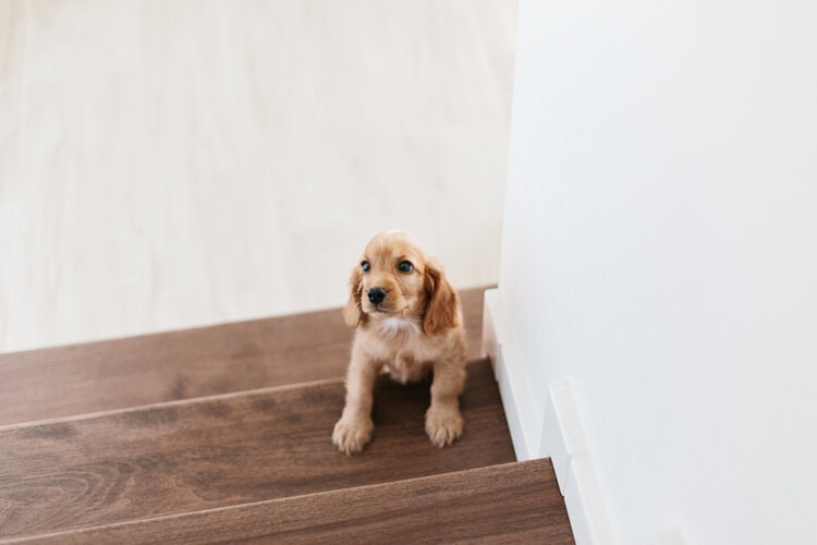 9 DIY Dog Stairs & Steps You Can Build Today (With Pictures)