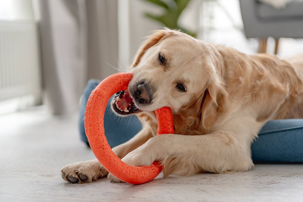 6 Best Golden Retriever Toys in 2026 - Reviews & Top Picks