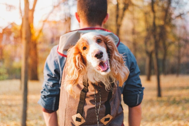 3 DIY Dog Backpacks You Can Make Today (With Pictures)