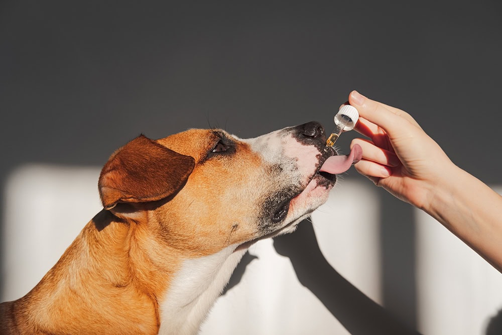 9 Best Salmon Oils for Dogs 2026 - Reviews & Top Picks