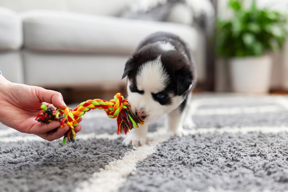 9 Best Toys for Puppies 2026 - Reviews & Top Picks