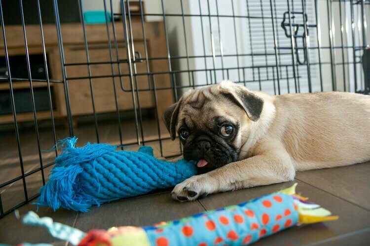 13 DIY Dog Playpens You Can Build Today (With Pictures)