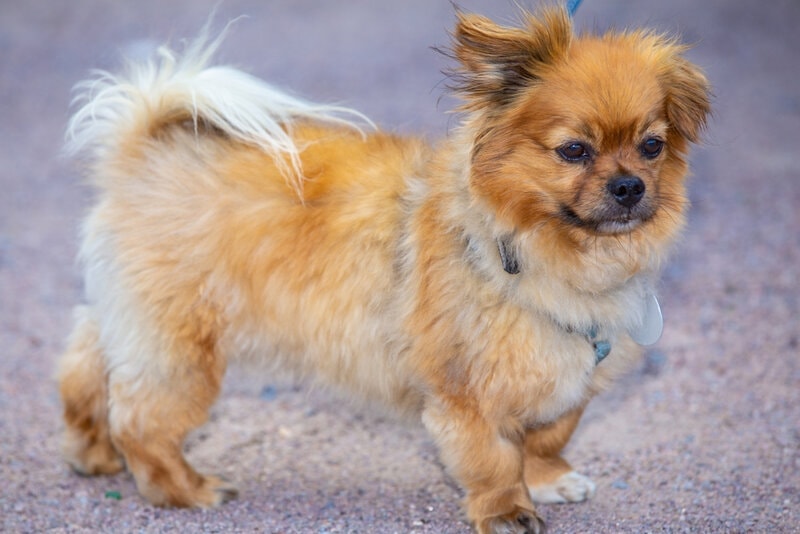 Cute small affenpinscher dog breed on a leash, Germany