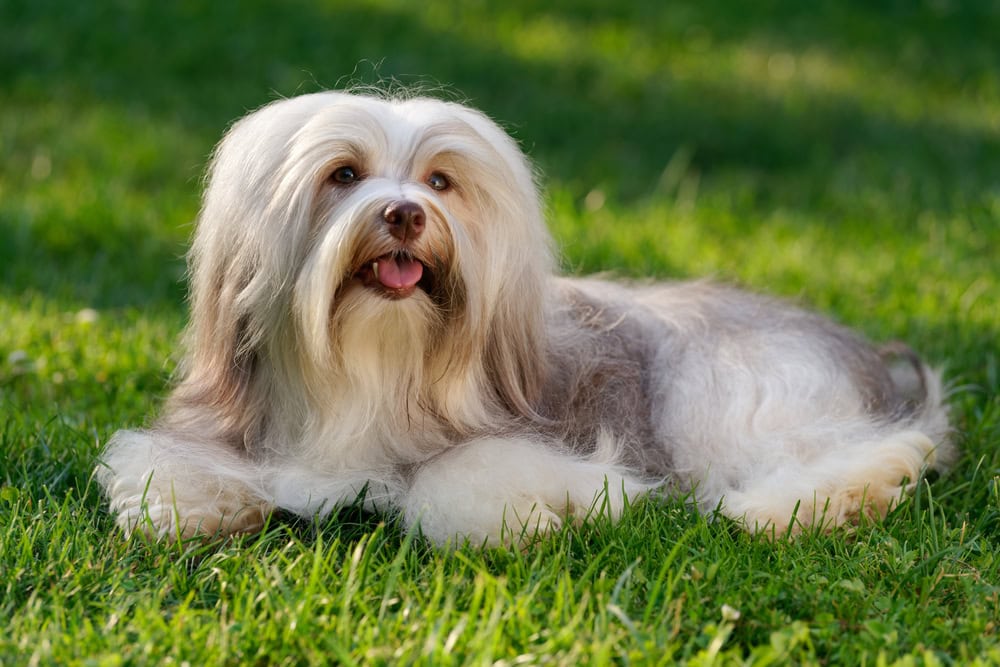 sable-colored-havanese-dog-is-lying-in-the-grass