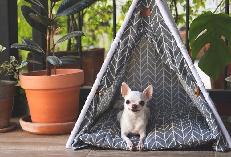 6 Types of Chihuahuas (With Info & Pictures)