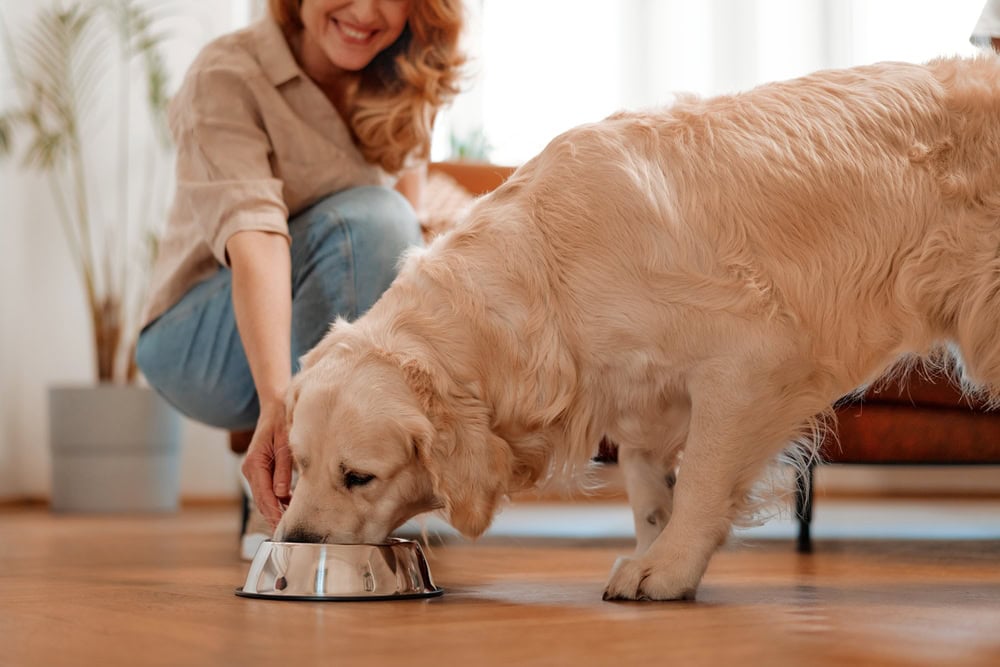 When & What Is Thankful for My Dog Day? 2026 Update