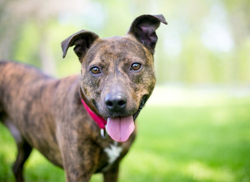 17 Best Brindle Dog Breeds (With Info & Pictures)