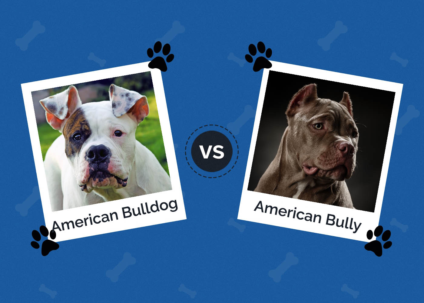 American Bulldog vs American Bully: What's the Difference?